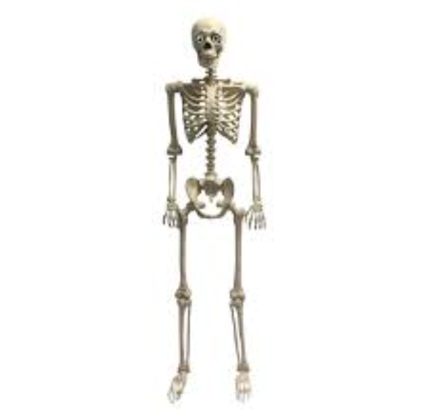 Afbeelding van Skeleton light & sound 60"