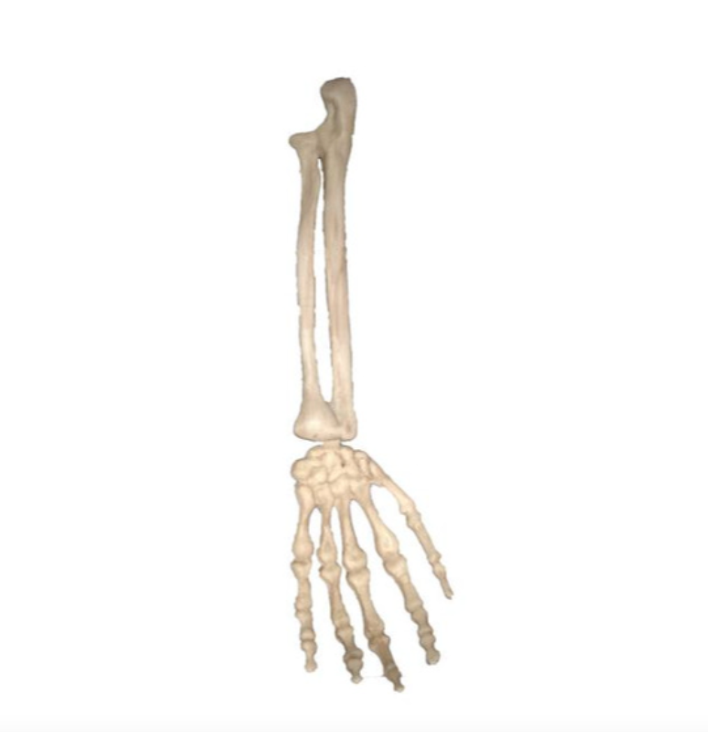 Afbeelding van Skeleton arm