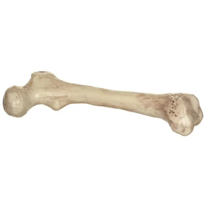 Afbeelding van Skeleton Bone
