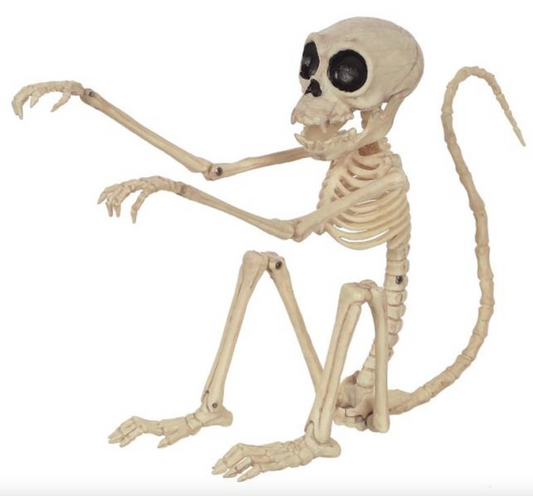 Afbeelding van Monkey Skeleton