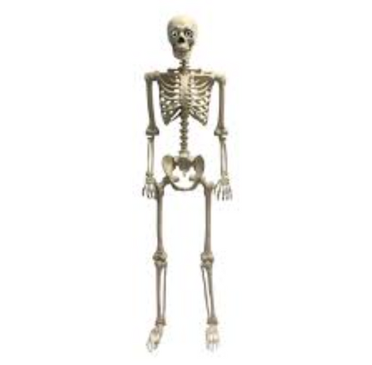 Afbeelding van Skeleton light & sound 60"