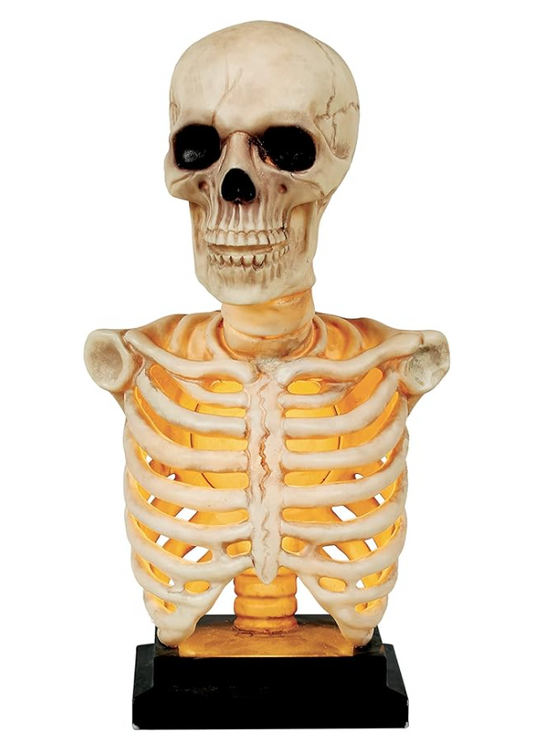 Afbeelding van Skeleton bust LU