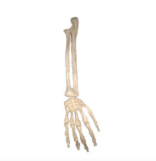 Afbeelding van Skeleton arm