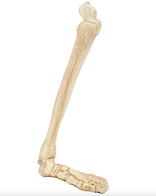 Afbeelding van Skeleton leg