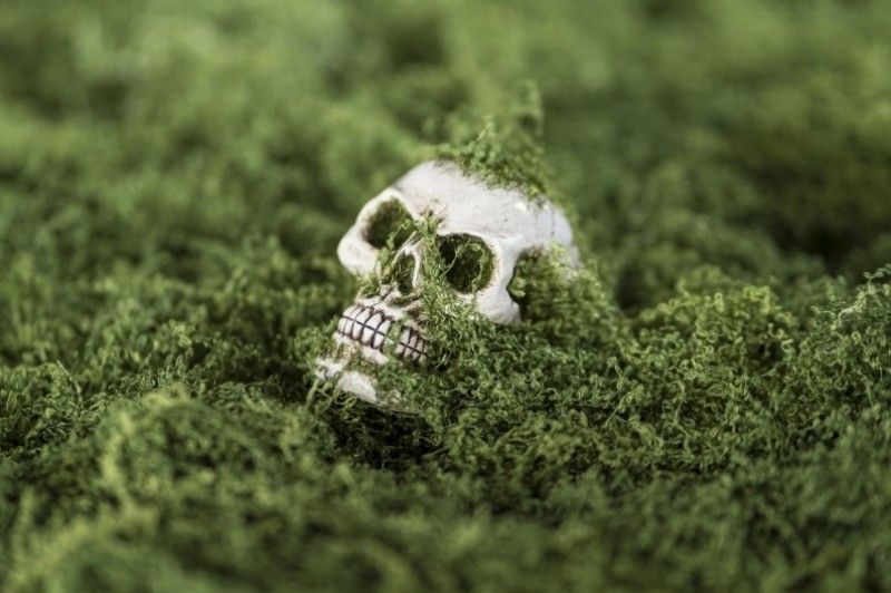 Afbeelding van Zak met groen mos 100 gr