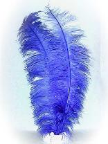 Afbeelding van Spadonis veer -blauw
