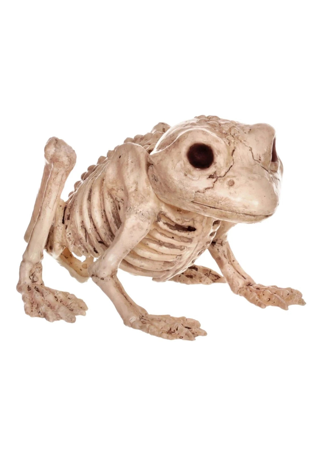 Afbeelding van Skeleton frog